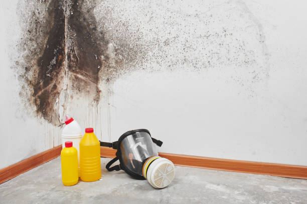 Best Local Mold Removal Service  in Franklin, VA