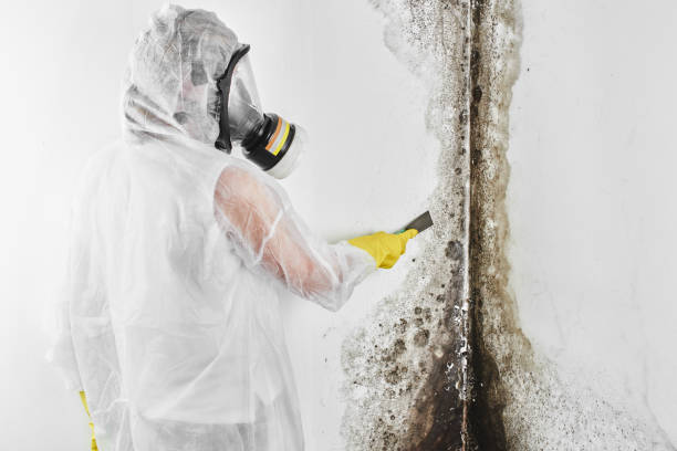 Best Emergency Mold Removal  in Franklin, VA