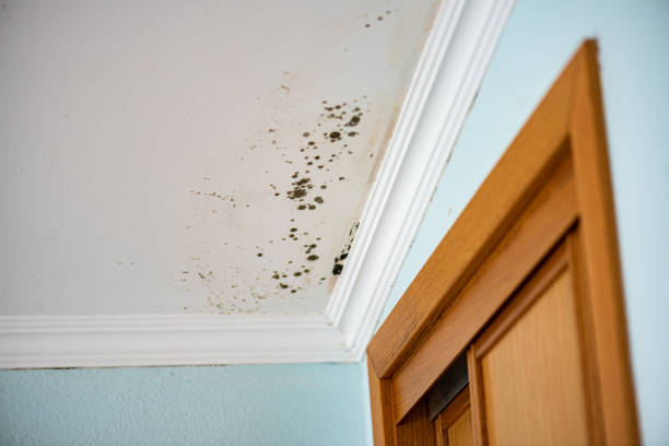 Best Black Mold Removal  in Franklin, VA