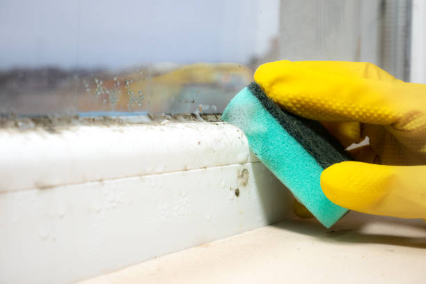Best Mold Removal Company Near Me  in Franklin, VA