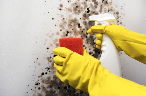 Mold Testing and Removal in Franklin, VA