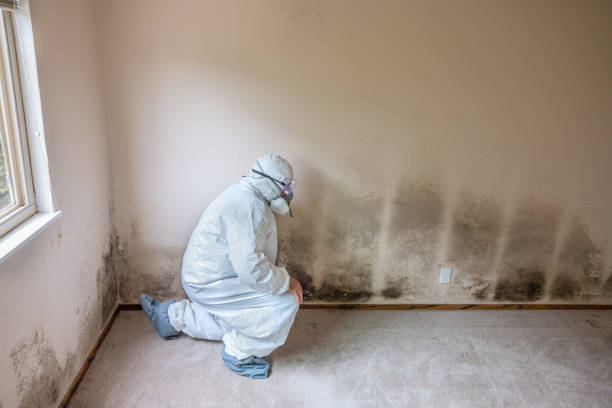 Professional Mold Removal in Franklin, VA