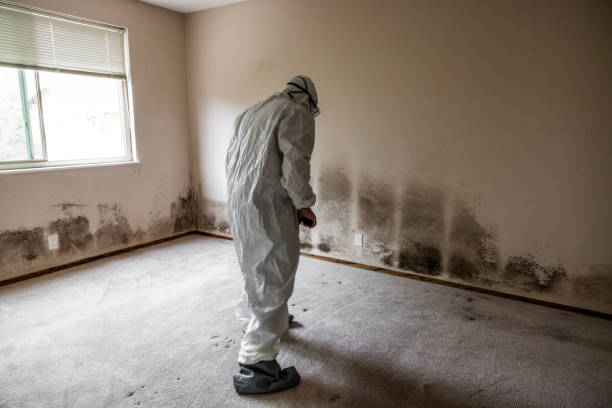 Best Mold Testing  in Franklin, VA