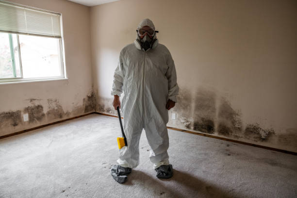 Best Mold Removal Near Me  in Franklin, VA