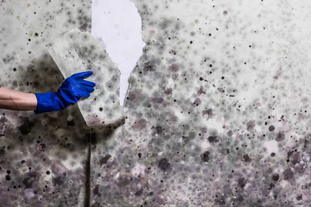 Mold Removal and Inspection in Franklin, VA