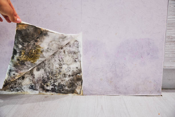 Best Mold Cleaning Services  in Franklin, VA
